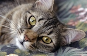 Flame retardants could contribute to hyperthyroidism in older cats