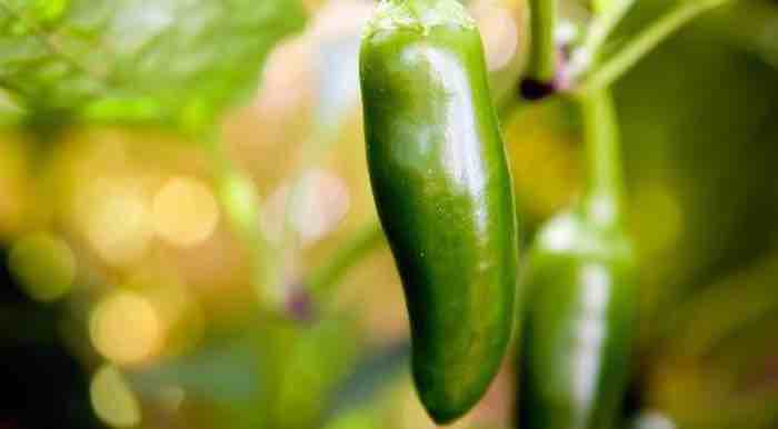 Pepper plant sops up personal care product antibiotic