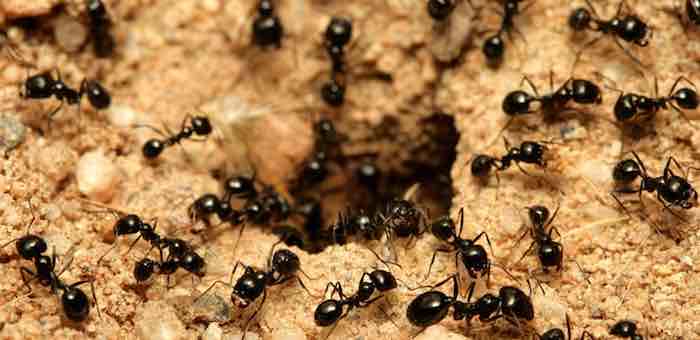 Ants surrender their venomous secrets