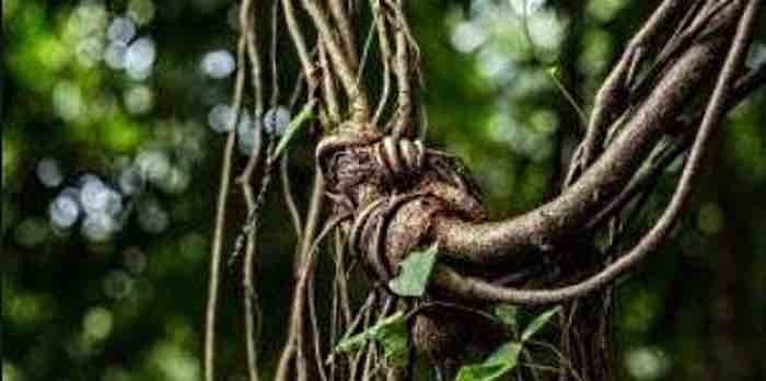 Rainforest vine compound starves pancreatic cancer cells