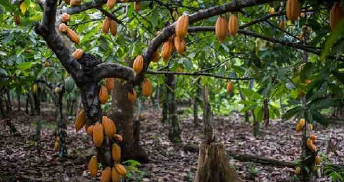 'Stressed out' cocoa trees could produce more flavorful chocolate 