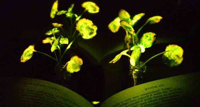 Nanobionic-Light Emitting Plant