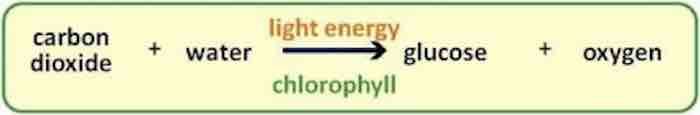 Photosynthesis