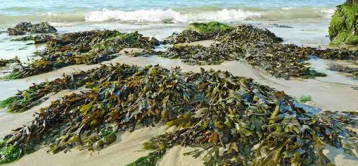 New sustainable way to create plastics from seaweed