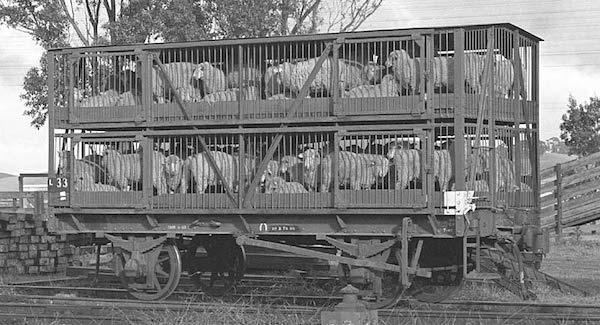 The vaccinated sheep are being taken for a ride; how long before they jump off the train? Never?