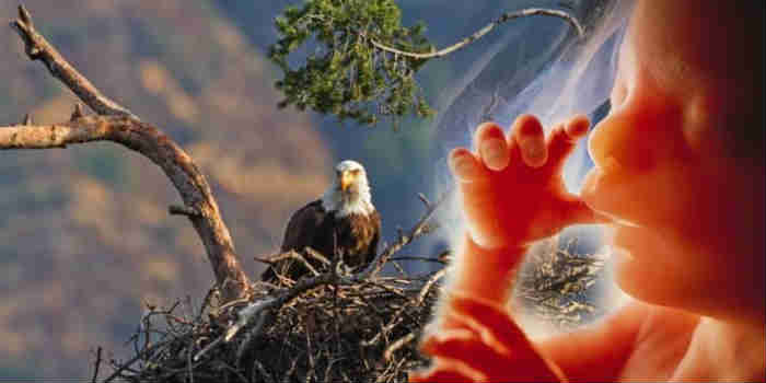 Unborn Baby Eagles, Abortion