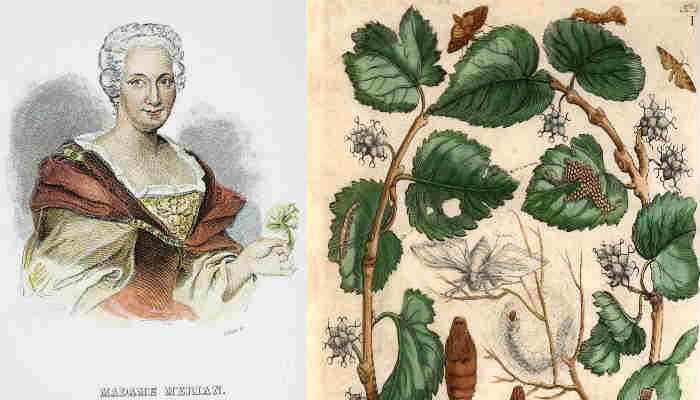 insert picture Maria Sibylla Merian: 17th Century Naturalist