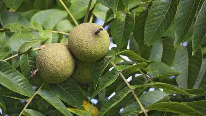 Questions We're Often Asked: Walnut Allopathy