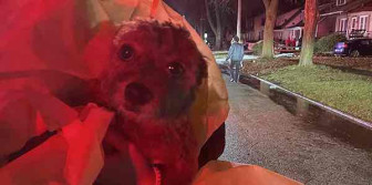 Police Revive Dog Pulled from Burning Home