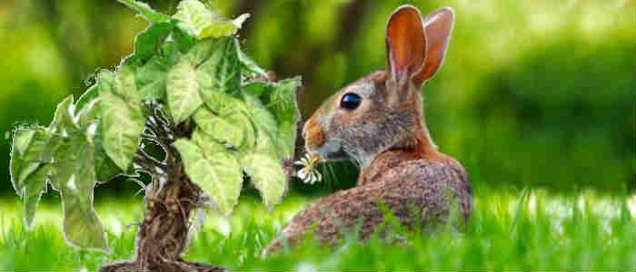Rabbit gene helps houseplant detoxify indoor air 