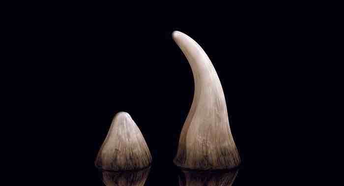 Lab-grown horns and tusks could stop poaching — or not