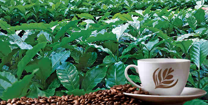 Coffee threatened by climate change, disease, pests