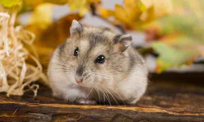 Hibernating hamsters could provide new clues to Alzheimer's disease