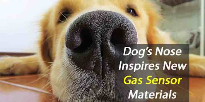 Super sniffer: Dog's nose inspires new gas sensor materials