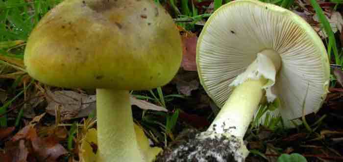 Synthesizing a deadly mushroom toxin, Death-Cap Mushroom Toxin α-Amanitin, fight cancer