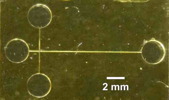 3D-printed device detects biomarkers of preterm birth