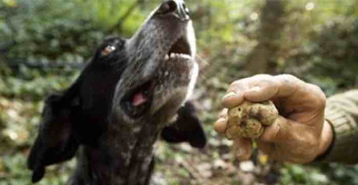 Sniffing out real truffles