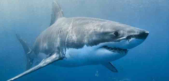 Attacking bacteria with shark skin-inspired surfaces 