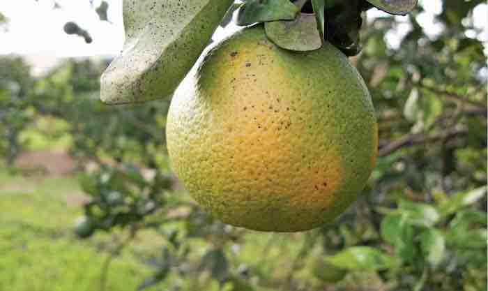 The battle to save citrus fruits