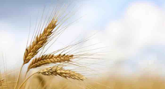 Rising CO2 levels could boost wheat yield but slightly reduce nutritional quality