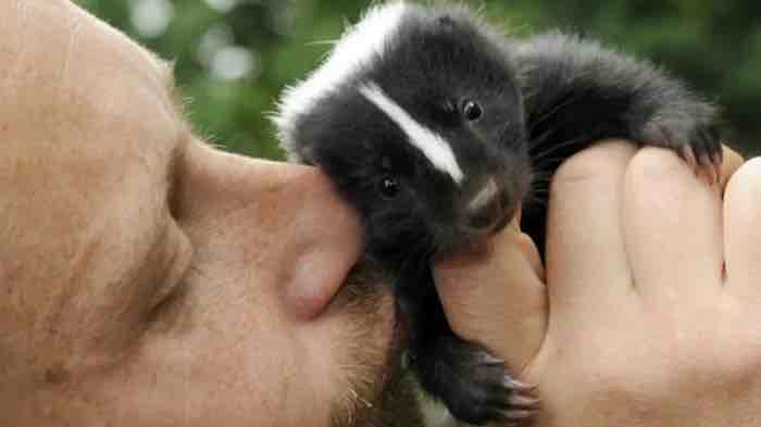 Fungal compound deodorizes skunk smell