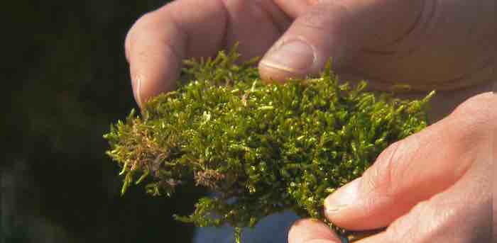 Moss rapidly detects, tracks air pollutants in real time