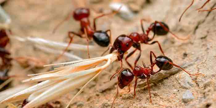 Newly identified compounds could help give fire ants their sting