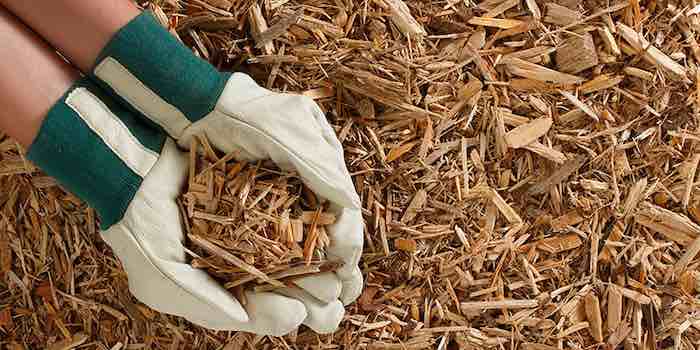 Turning wood into pharmaceutical ingredients