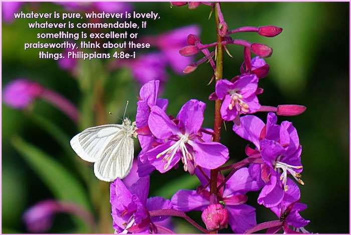 Whatever is pure, whatever is lovely, whatever is commendable, If something is excellent or praiseworthy, think about these things
