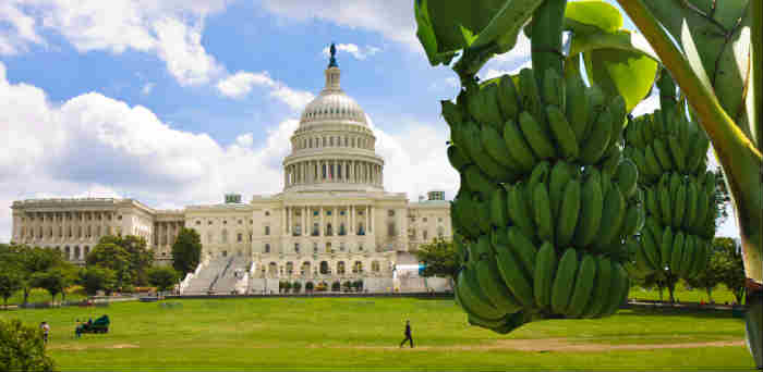 From Constitutional Republic to Banana Republic