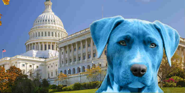 Whatever Happened to the Blue Dog Democrats?