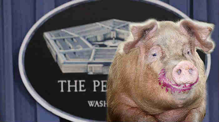 Pigs and Makeup