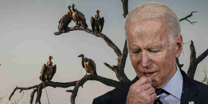 Vulture Hillary Ready To Swoop Down On Befuddled Biden