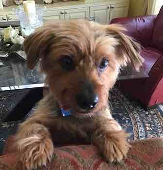 CFP Yorkshire Terrier mascot,  'Yankee Boy’ gets groomed