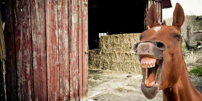 With Dems Claiming  Election 2020 Is Over, We Regret To Inform You That The Stable’s  Empty