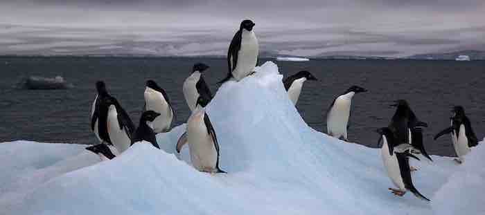 Adélie and Emperor Penguins Doing Fine In New Locations