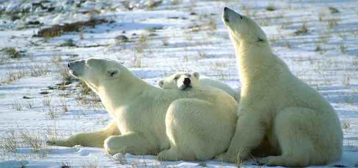 Polar Bears Doing Well Say The Natives