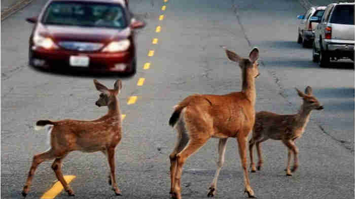 Bambi's Relatives Are Killers