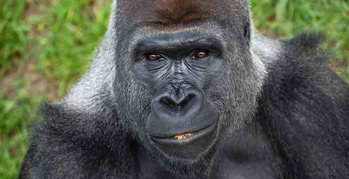 Why Humans Get Kidney Stones and Gorillas Rarely