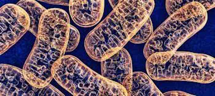 Heart Failure, What You Should Know About Mitochondria