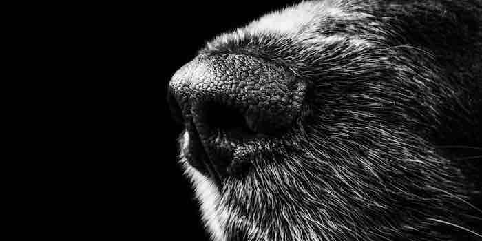 What A Dog’s Nose Knows