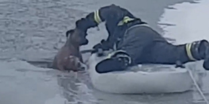 Firefighter rescues a dog stuck in an icy lake.. | Canada Free Press