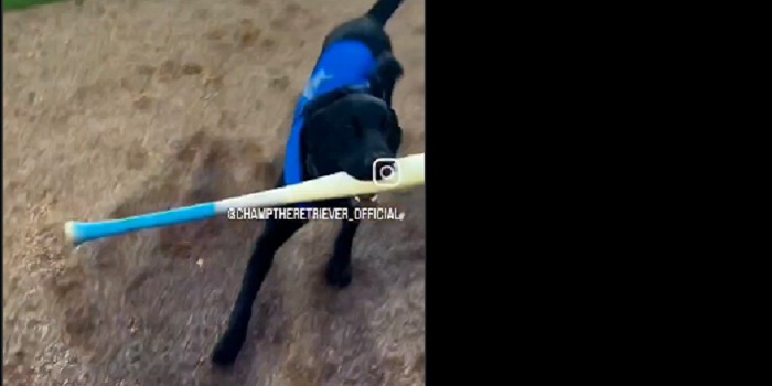 Champ the Retriever (official bat dog for the Durham Bulls) patiently ...