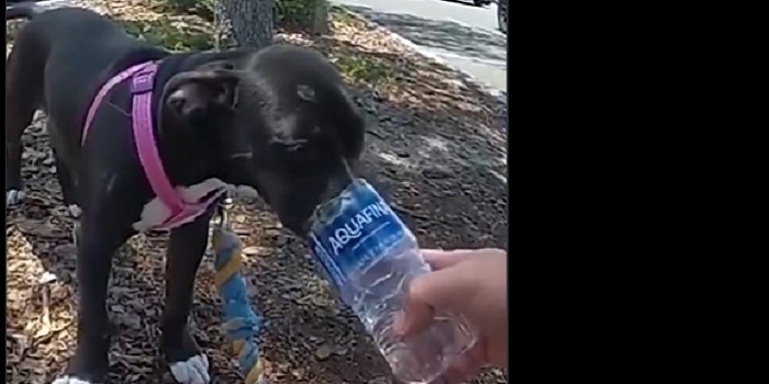 Florida Police rescued a dog left in a hot car outside a Five Below ...