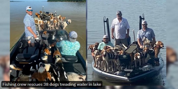 Fishermen in Mississippi pull off dramatic rescue of 38 dogs treading ...
