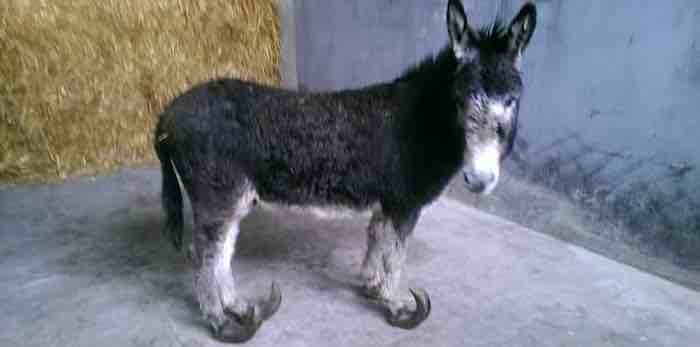 Donkey Discovered In Muddy Field With Hooves So Long He Could Barely Stand Up