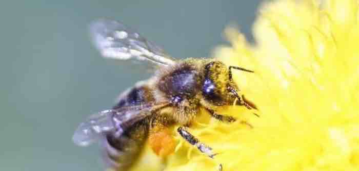 Environmentalist scare stories--Never mind, bee-pocalypse