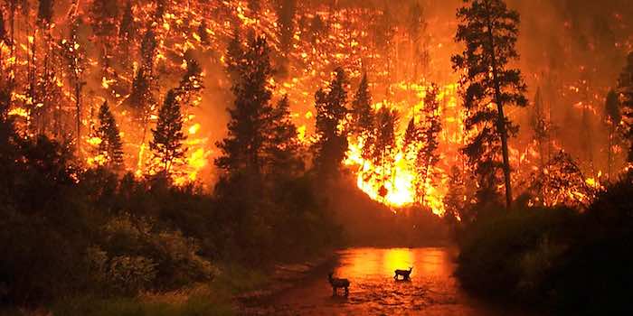 Preventing future forest infernos