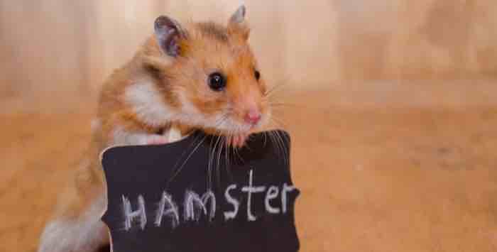 Millennial Becomes Unhinged After Boss Corrects Her Spelling of Hamster