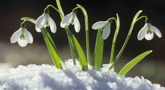 Snowdrops and When to Plant Them